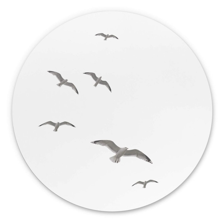 Wandbild Möwen am Himmel - Alu-Dibond Rund - WA383132