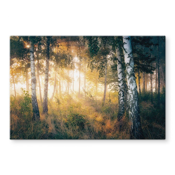 Glasbild Sonnenschein im Birkenwald - Kado - WA424735