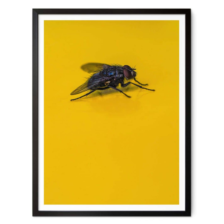 Poster Brown - Hausfliege auf Gelb - WA342128