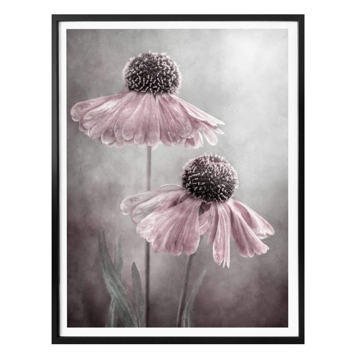 Poster Disher - Rosa Duett - WA279794