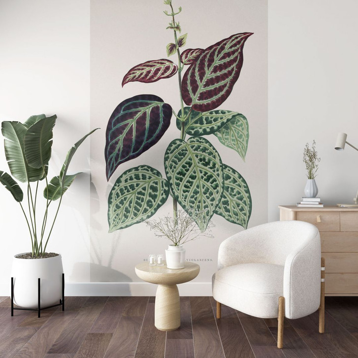 Fototapete Blatt Illustration - Bignonia Argyro Violascea - WA399087