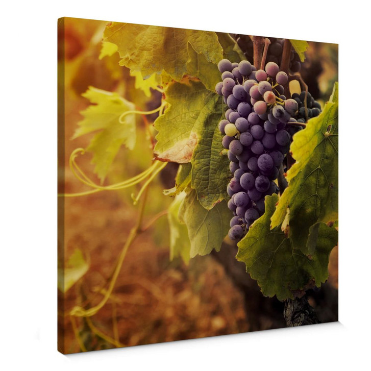 Leinwandbild Toskanische Weinrebe - WA376275
