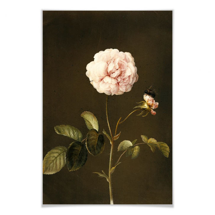 Poster Dietzsch - Essig-Rose mit Hummel - WA159688