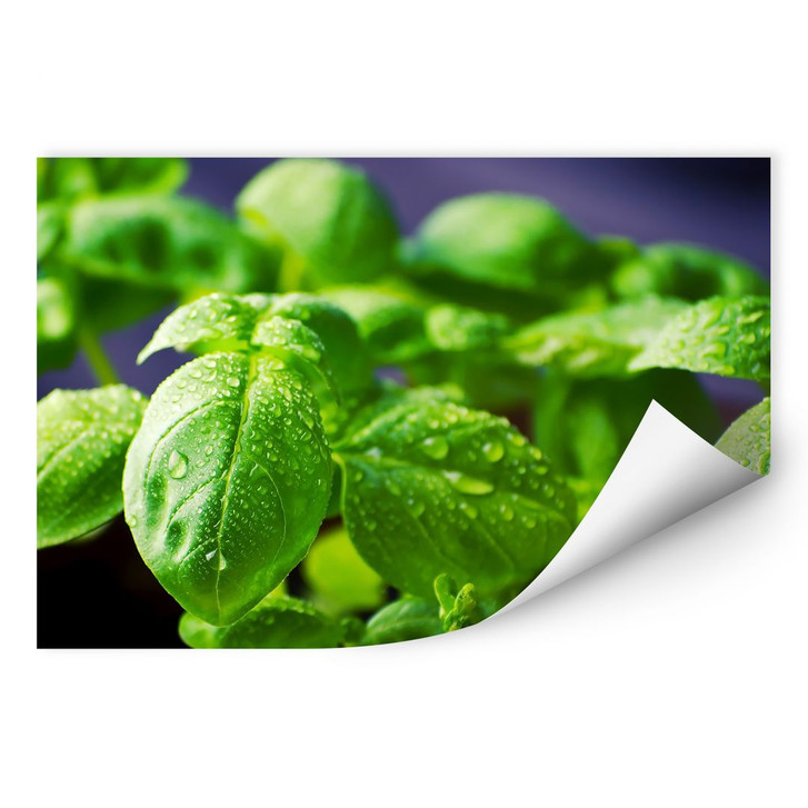 Wallprint Frisches Basilikum - WA241853