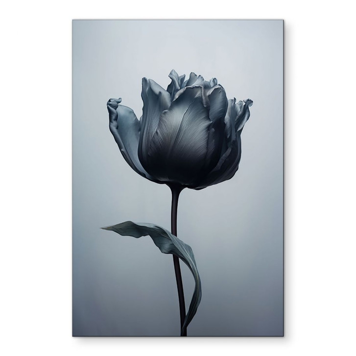 Wandbild Samtige Tulpe in Schwarz - Paksoylu - Alu-Dibond - WA422061