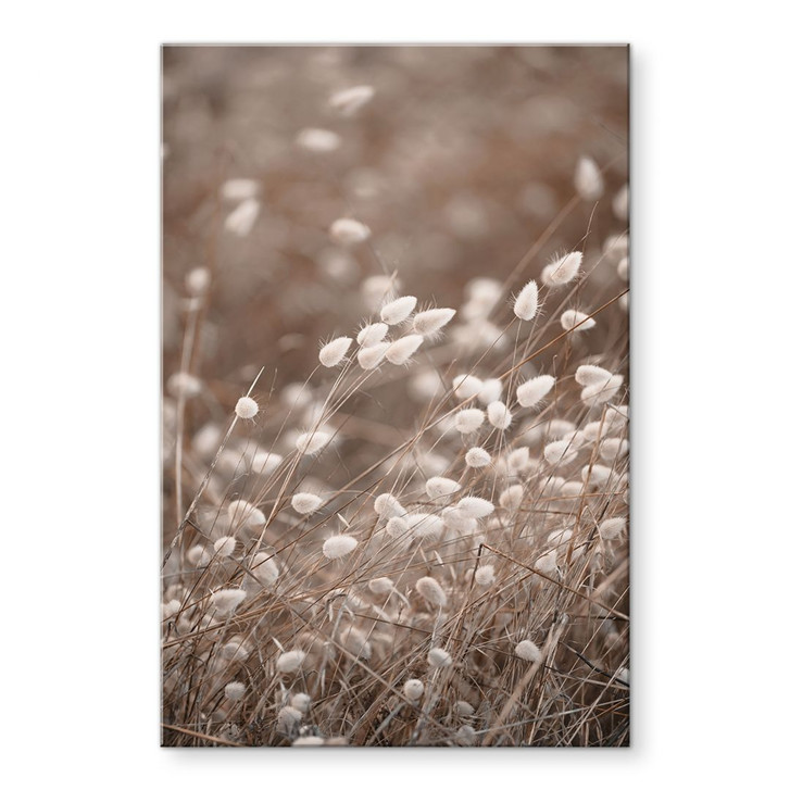 Acrylglasbild Zarte Gräser im Herbstlicht - Collins - WA421216