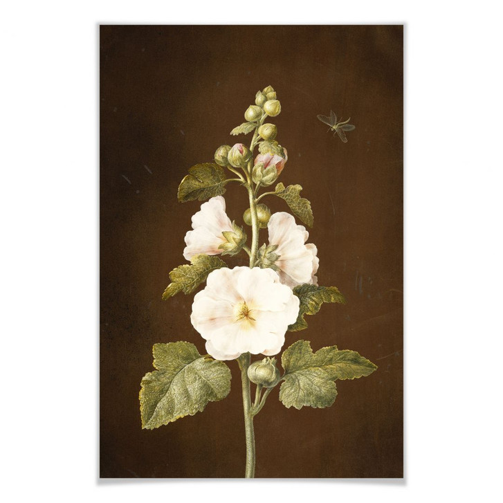 Poster Dietzsch - Stockrose - WA159693