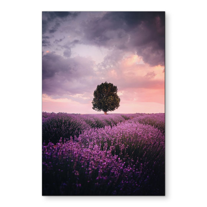 Wandbild Lila Lavendelfelder bei Sonnenuntergang - Cevik - Alu-Dibond - WA421812