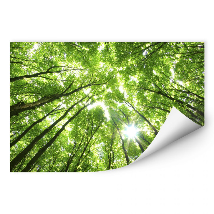 Wallprint Baumkronen im Wald - WA189544