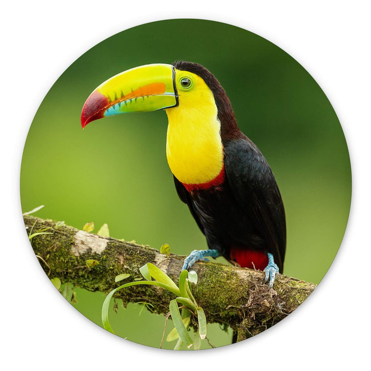 Alu-Dibond van Duijn - Fischertukan in Costa Rica - Rund - WA352358