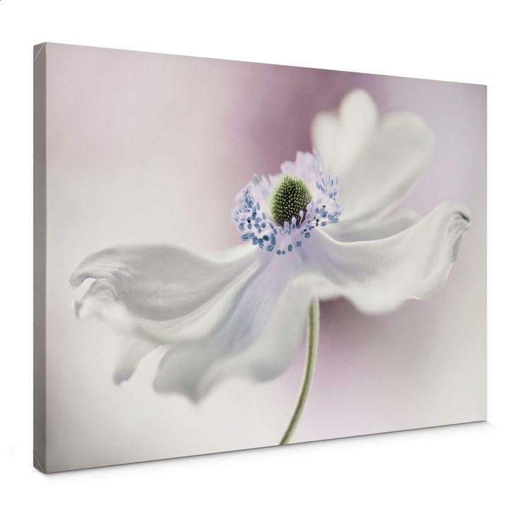 Leinwandbild Disher - Anemone Breeze - WA362011