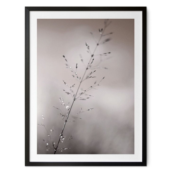 Poster mit Natur-Motiv - Grashalm mit Tautropfen - Sillen - WA498043
