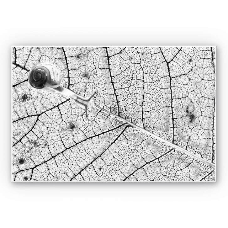 Wandbild Bravin - Transparenzen - WA191012