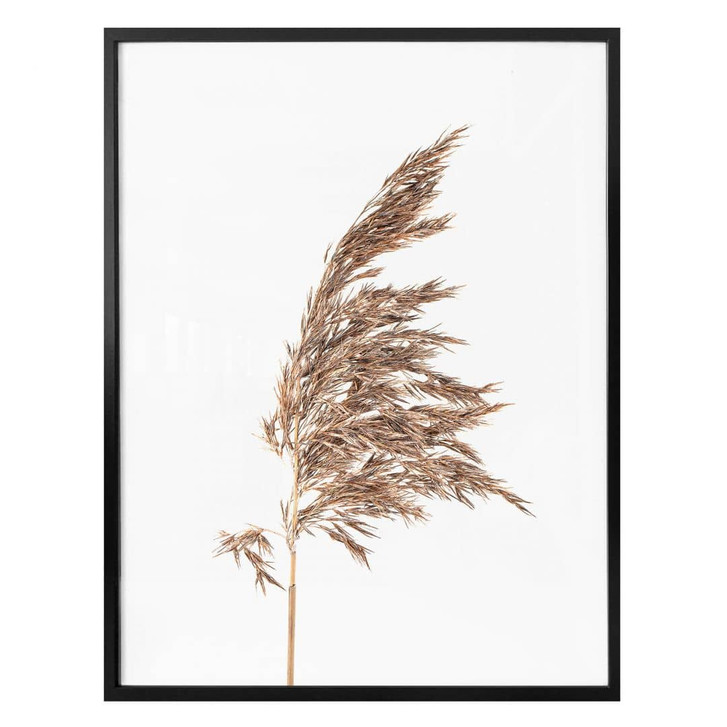 Poster Ziergras No. 2 - WA323763