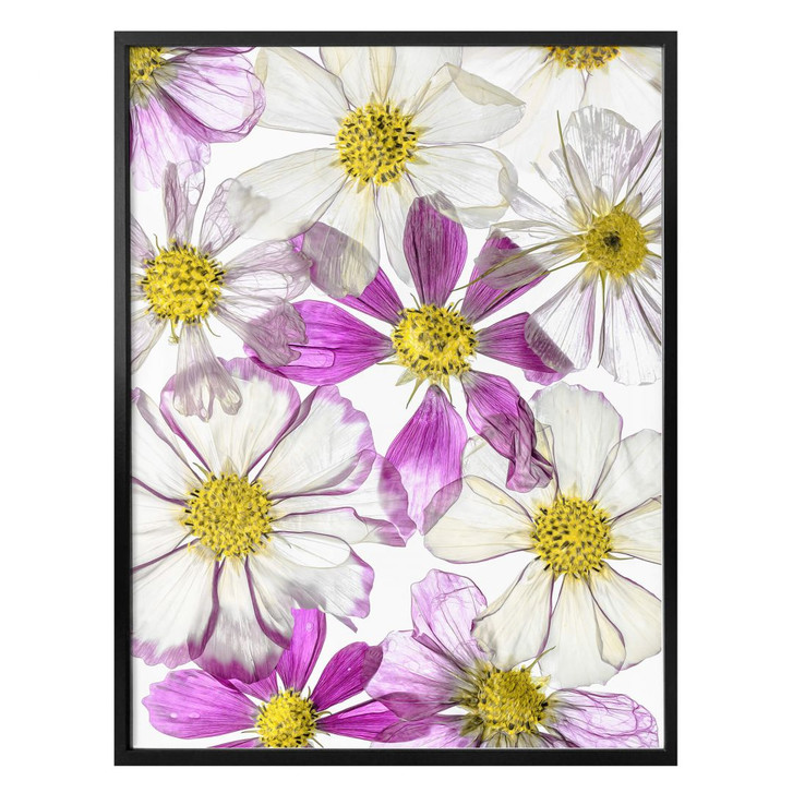 Poster Disher - Keeping Summer - WA296635