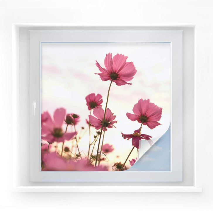 Sichtschutzfolie Pinke Kosmeen - quadratisch - WA176424