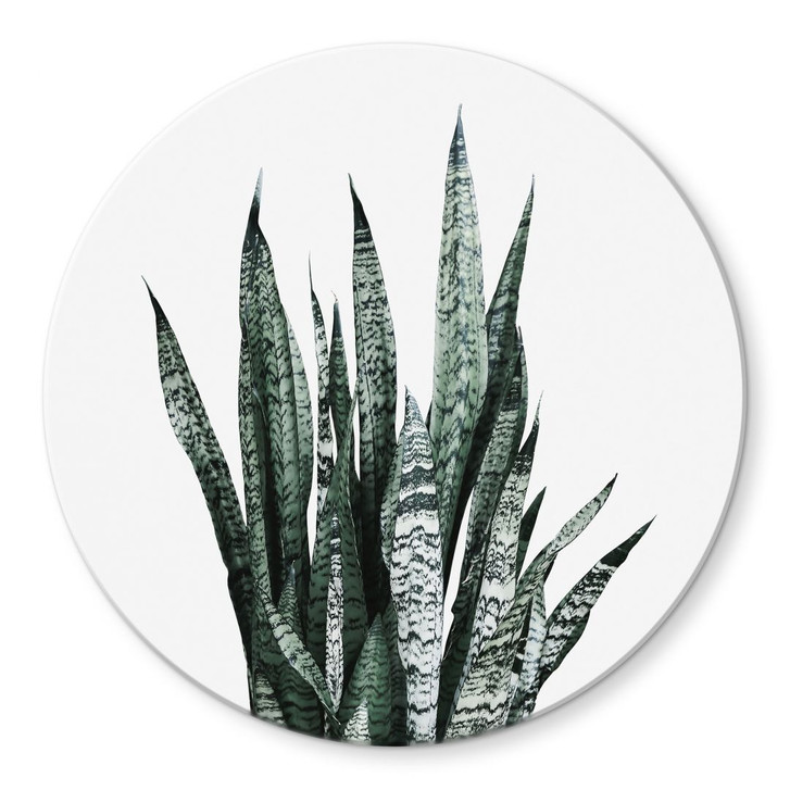 Glasbild Bogenhanf Pflanze - Sisi & Seb - Rund - WA424932