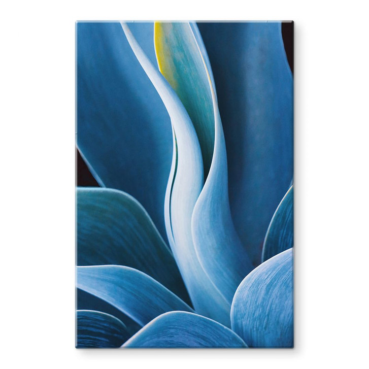 Glasbild Wechsler - Pflanzen Stillleben Agave - WA354242