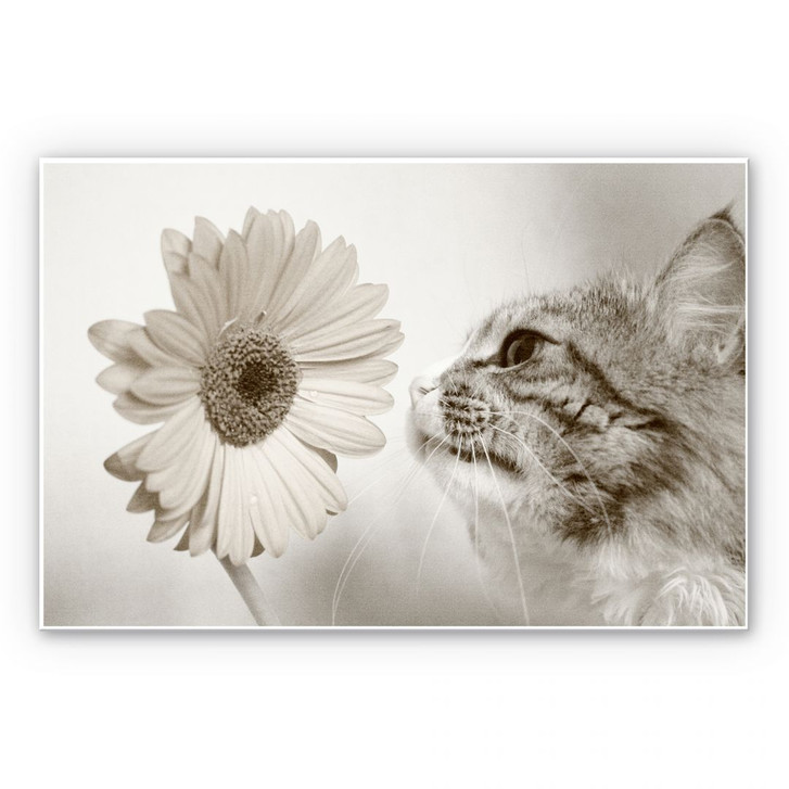 Hartschaumbild Katzenneugier - WA130180