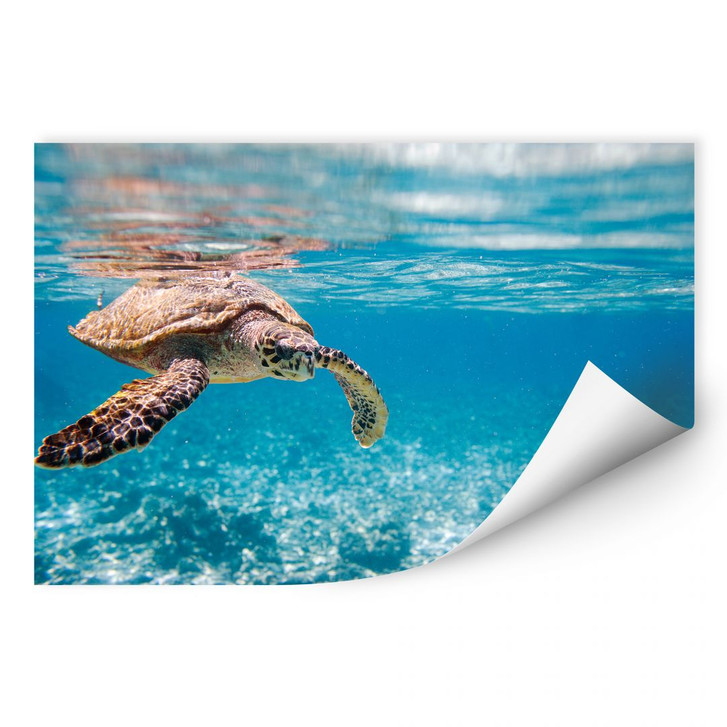 Wallprint Schildkröte auf Reisen - WA188611
