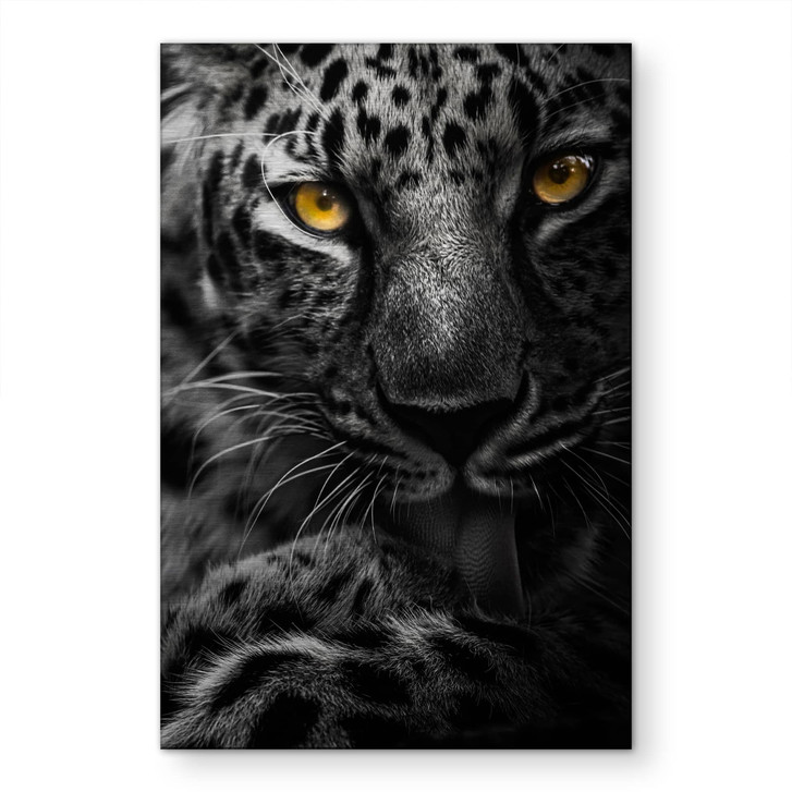 Alu-Dibond gebürstet mit Silbereffekt - Leopard mit intensivem Blick - Maron Photography - WA517478