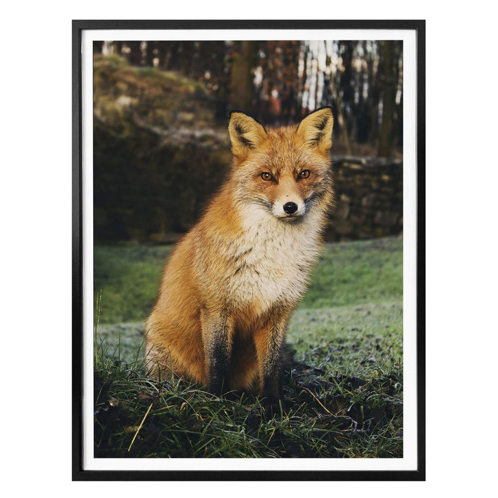 Poster Fuchs 01 - WA238677