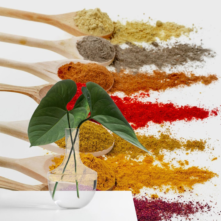 Fototapete Gewürze 02 - WA231457