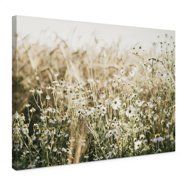 Leinwandbild Sommerwiese mit Kamille - Annie - WA472615