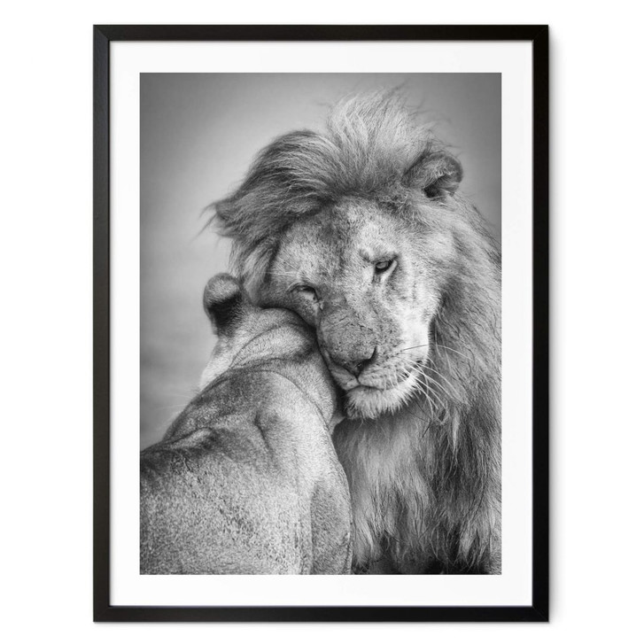 Poster Khataw - Liebe unter Raubkatzen - WA379497