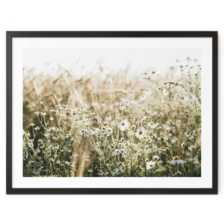 Poster Sommerwiese mit Kamille - Annie - WA473527