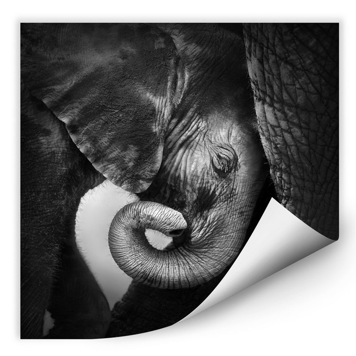 Wallprint Das Elefantenbaby - WA182933