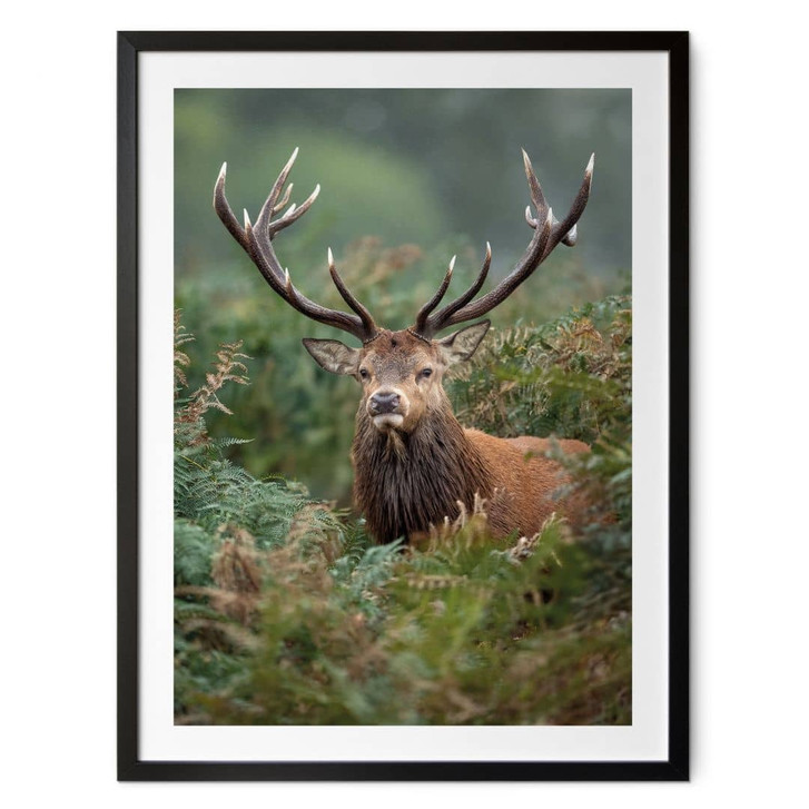 Poster Rothirsch - Wächter des Waldes - van Duijn - WA473860