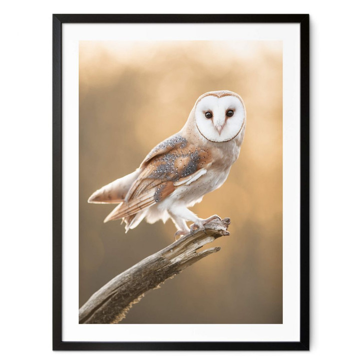 Poster van Duijn - Schleiereule in goldenem Licht - WA380959