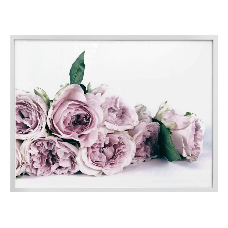 Poster Violette Pfingstrosen - WA259176