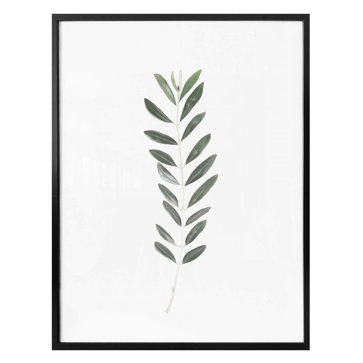 Poster Sisi & Seb - Zweig einer Olive - WA311842