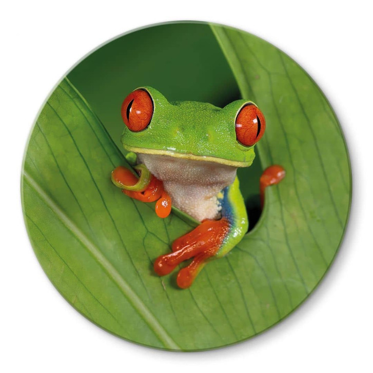 Glasbild Laubfrosch im Regenwald - van Duijn - Rund - WA471831