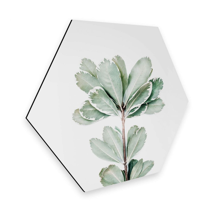 Hexagon - Alu-Dibond Sisi & Seb - Botanik - WA309438