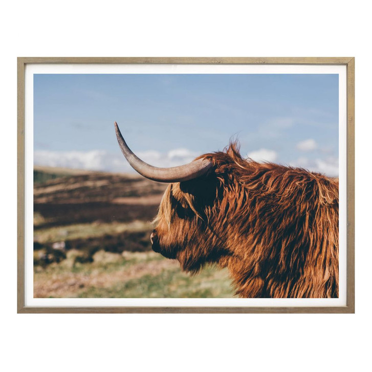 Poster - Highland Cow 02 - WA237419