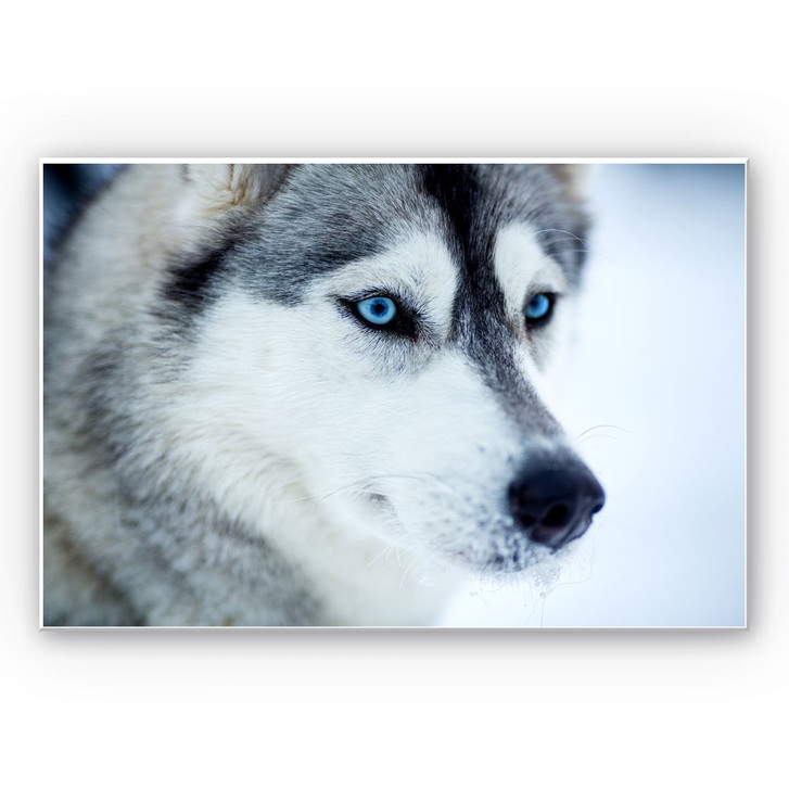 Wandbild Eisblaue Augen - WA192363