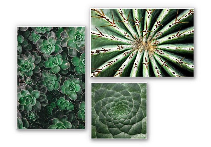 Wandbild Sukkulenten-Set (3-teilig) - WA195696