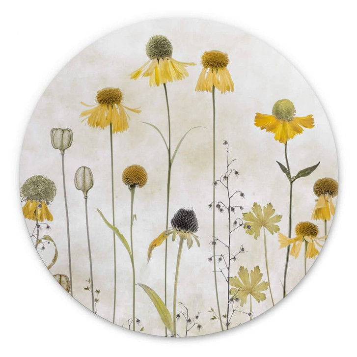 Blumen Wandbild Sonnenbraut - Alu-Dibond Rund - Disher - WA393554