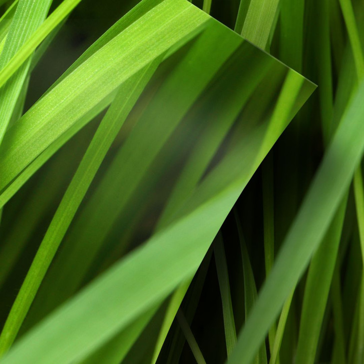 Möbelfolie, Dekofolie - abwischbar - Gräser 02 - WA155618