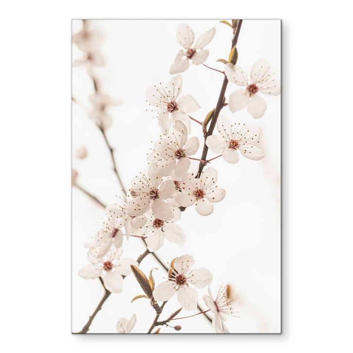 Wandbild Zweig mit weissen Kirschblüten - Sisi & Seb - Alu-Dibond - WA464762