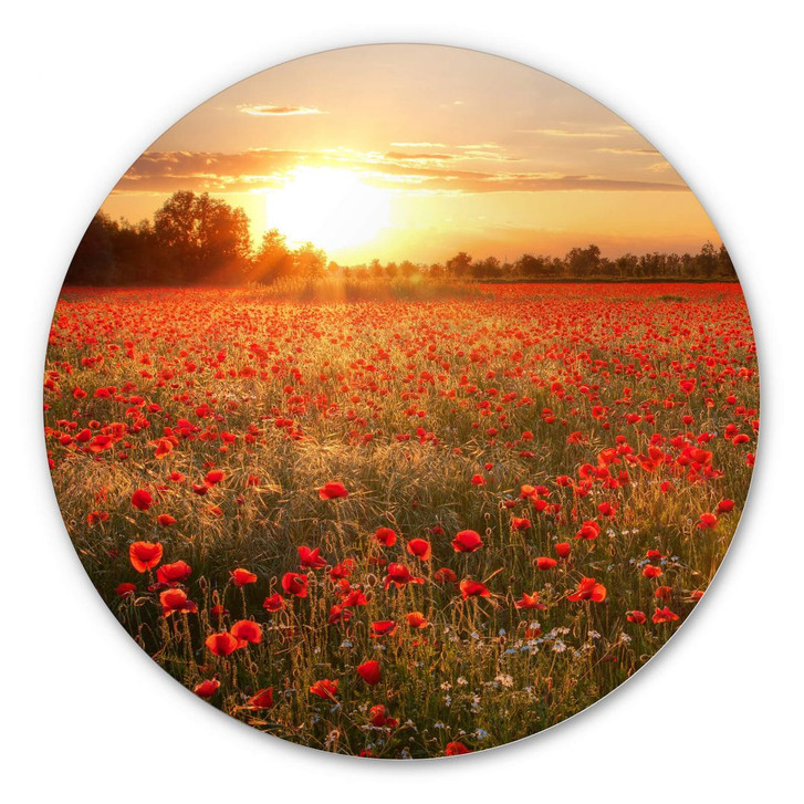 Alu-Dibond - Mohnfeld im Sonnenuntergang – Rund - WA270362