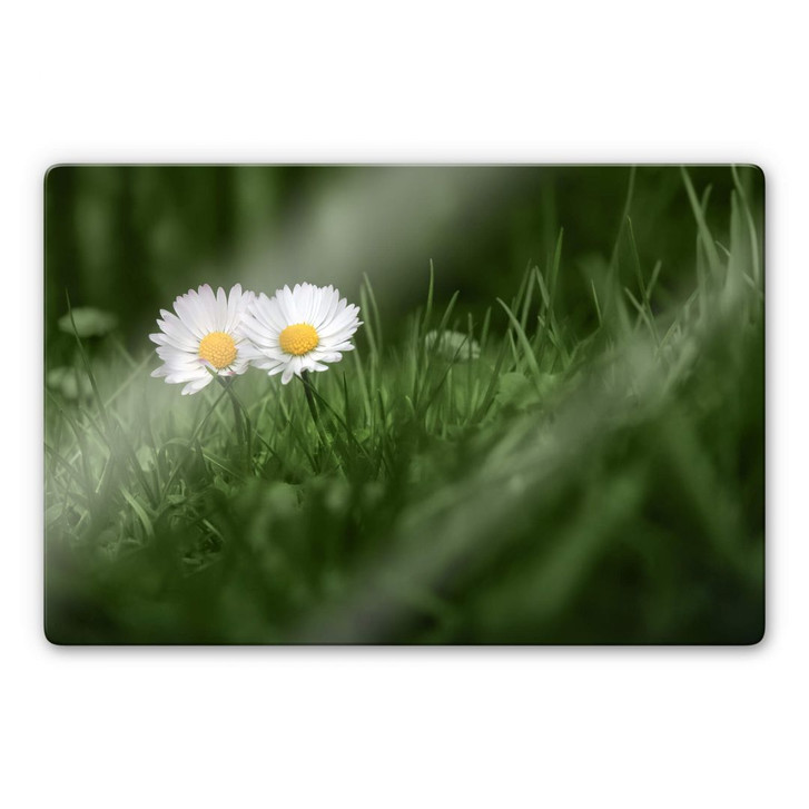 Glasbild Ben Heine - Zwei Gänseblümchen - WA232036