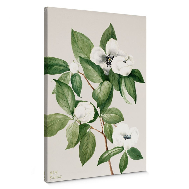 Leinwandbild Botanik Illustration einer Scheinkamelie - Walcott - WA405267