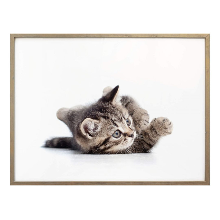 Poster Kätzchen verspielt - WA239318