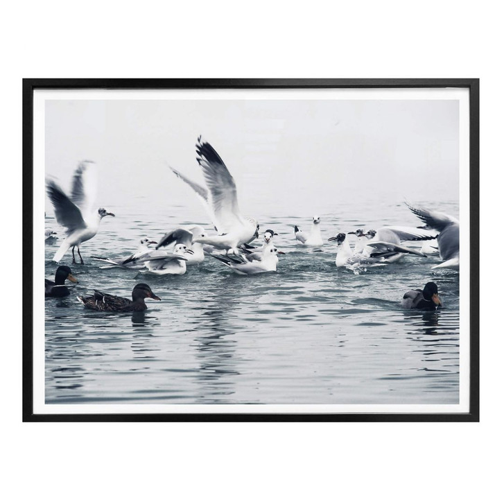 Poster Möwen - WA164492