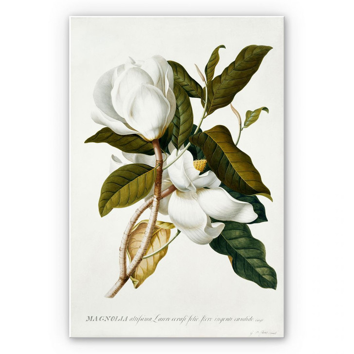 Hartschaumbild Ehret - Magnolie - WA129851