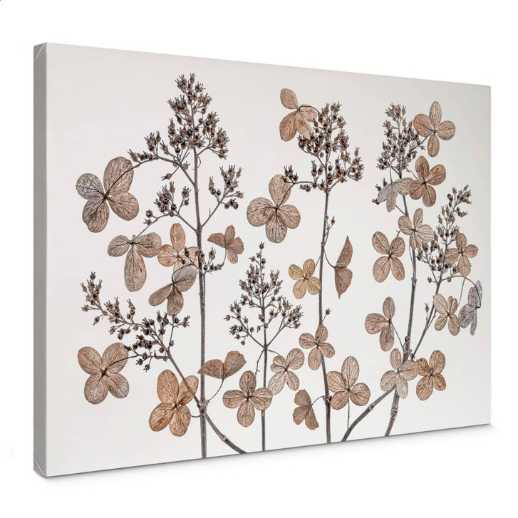 Leinwandbild Disher - Getrocknete Blumen - WA362054